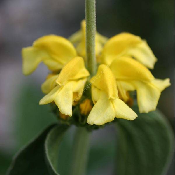 Phlomis grandiflora - Sauge de Jérusalem à grande fleur