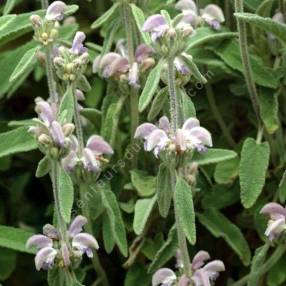 Phlomis italica - Sauge de Jérusalem