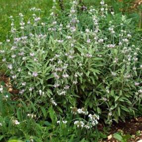 Phlomis italica - Sauge de Jérusalem