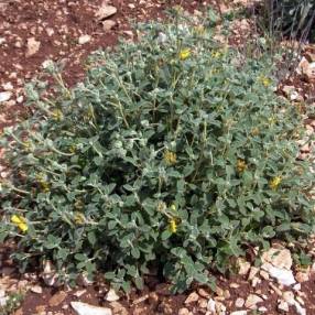 Phlomis lanata - Sauge de Jérusalem à petites feuilles