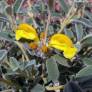 Phlomis lanata 'Pygmy' - Sauge de Jérusalem naine