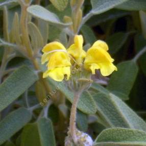 Phlomis lycia - Sauges de Jérusalem de Lycie