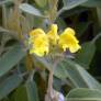 Phlomis lycia - Sauges de Jérusalem de Lycie