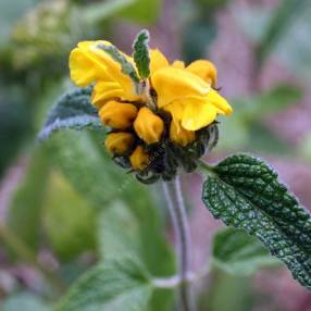 Phlomis longifolia - Sauge de Jérusalem à longue feuille