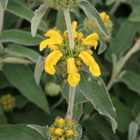 Phlomis 'Le Sud' - Sauge de Jérusalem