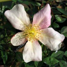 Rosa x odorata 'Mutabilis' - Rosier de Chine