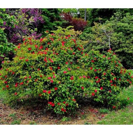 Rosa x odorata 'Sanguinea' - Rosier de Chine rouge