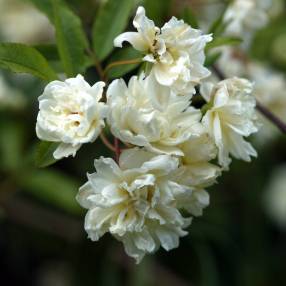 Rosa banksiae 'Albo Plena' - Rosier liane blanc