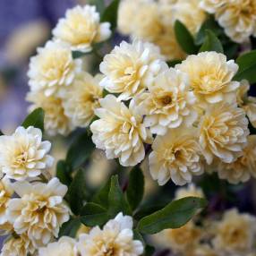 Rosa banksiae 'Lutea Plena' - Rosier de Banks jaune double