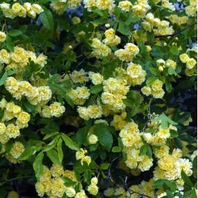 Rosa banksiae 'Lutea Plena' - Rosier de Banks jaune double