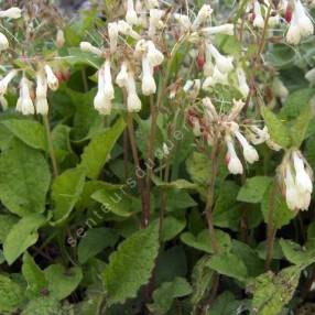Symphytum tuberosum en fleurs dans un sous-bois