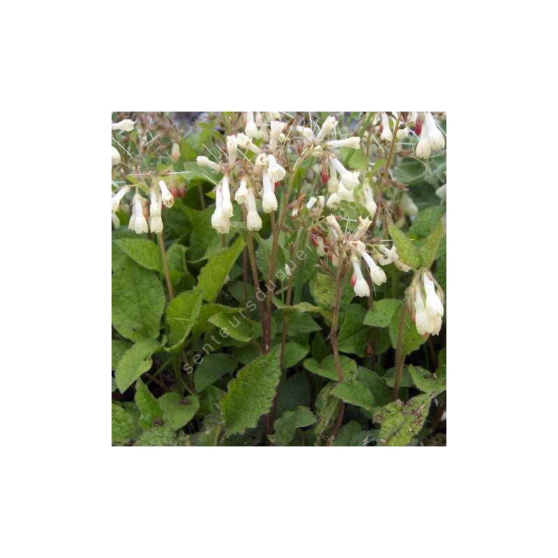 Symphytum tuberosum en fleurs dans un sous-bois