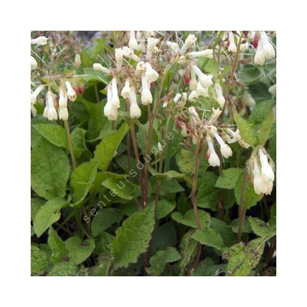 Symphytum tuberosum en fleurs dans un sous-bois