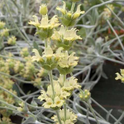 Sideritis syriaca - Crapaudine de Syrie - vivace pour sol sec