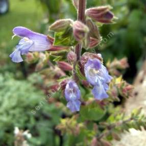 Salvia tomentosa - sauge tomenteuse