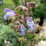 Salvia tomentosa - sauge tomenteuse
