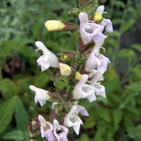 Salvia tomentosa ''fleur rose'' - Sauge tomenteuse rose