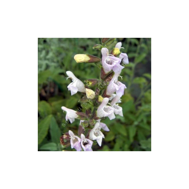 Salvia tomentosa ''fleur rose'' - Sauge tomenteuse rose