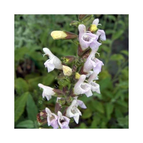 Salvia tomentosa ''fleur rose'' - Sauge tomenteuse rose