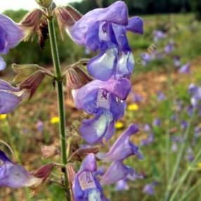 Salvia ringens - Sauge