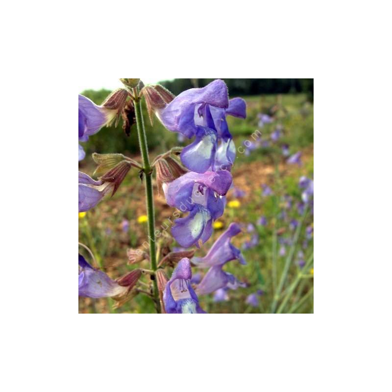 Salvia ringens - Sauge