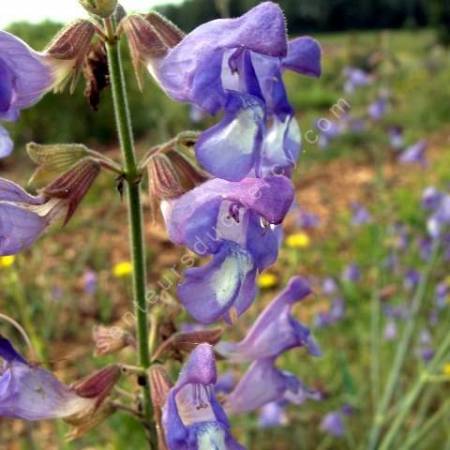 Salvia ringens - Sauge