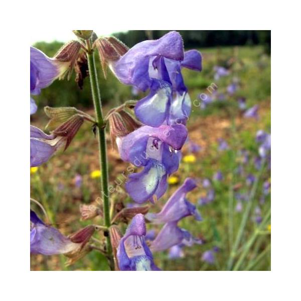 Salvia ringens - Sauge