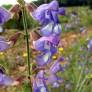 Salvia ringens - Sauge