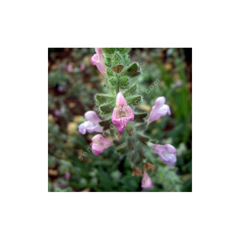 Salvia recognita - Sauge