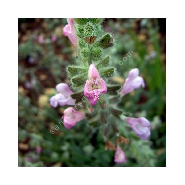 Salvia recognita - Sauge