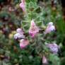 Salvia recognita - Sauge