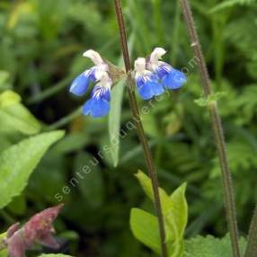 Salvia procurrens - Sauge rampante