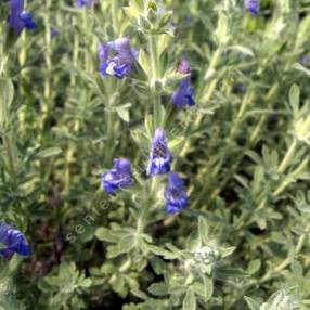 Salvia pisidica - Sauge à feuille de potentille