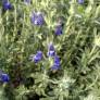 Salvia pisidica - Sauge à feuille de potentille