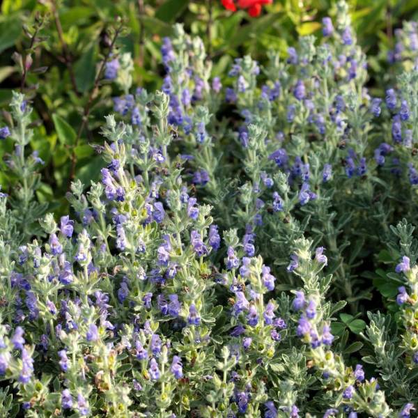 Salvia pisidica - Sauge à feuille de potentille