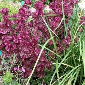 Salvia multicaulis - Sauge à nombreuses tiges