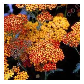 Achillea 'Feuerland' - Achillée