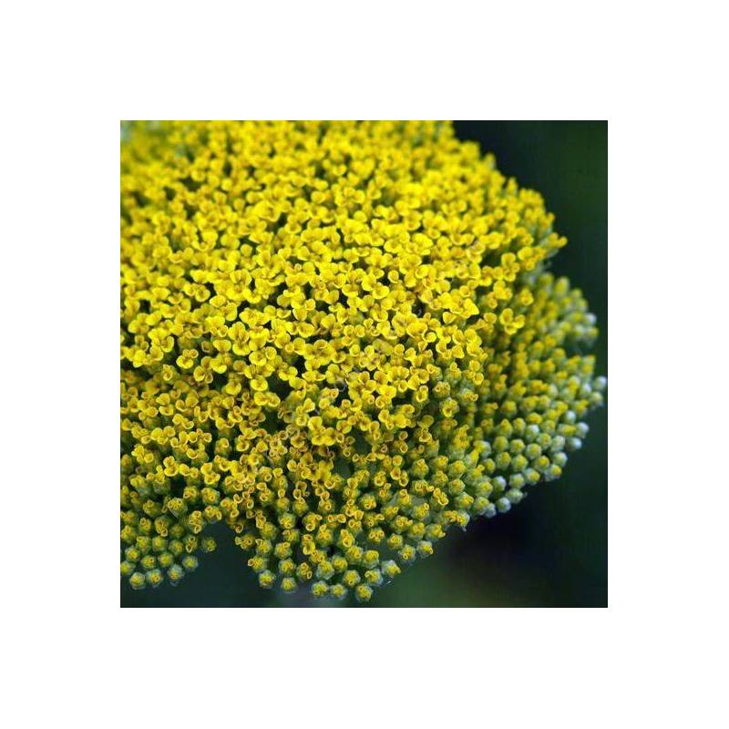 Achillea filipendulina 'Parker's Variety'