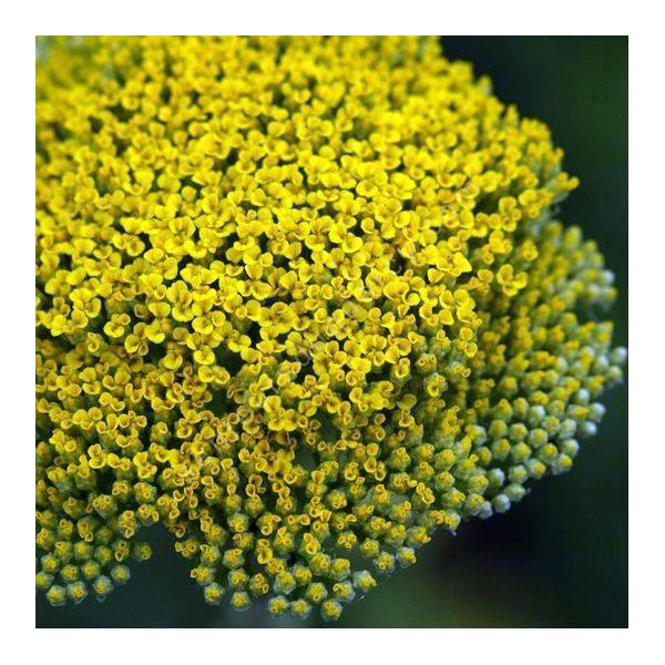 Achillea filipendulina 'Parker's Variety'