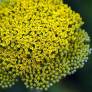 Achillea filipendulina 'Parker's Variety'