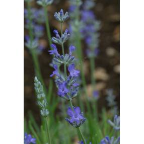 Lavandula angustifolia 'Princess Blue', Vraie Lavande