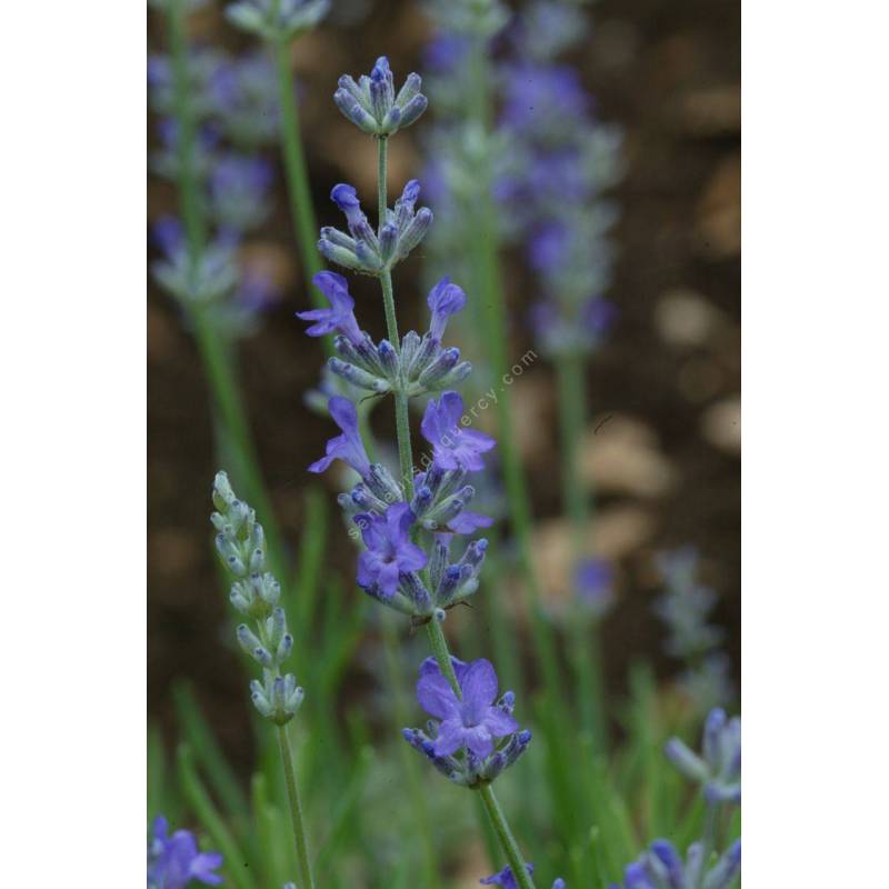 Lavandula angustifolia 'Princess Blue', Vraie Lavande