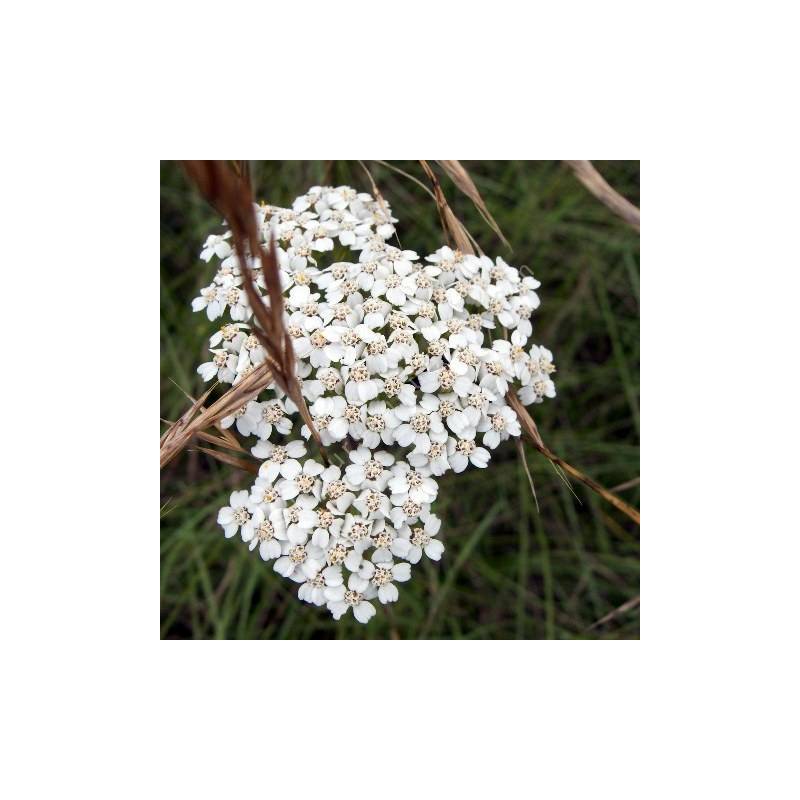 Achillea millefolium - Achillée millefeuille