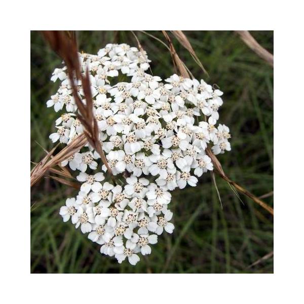 Achillea millefolium - Achillée millefeuille