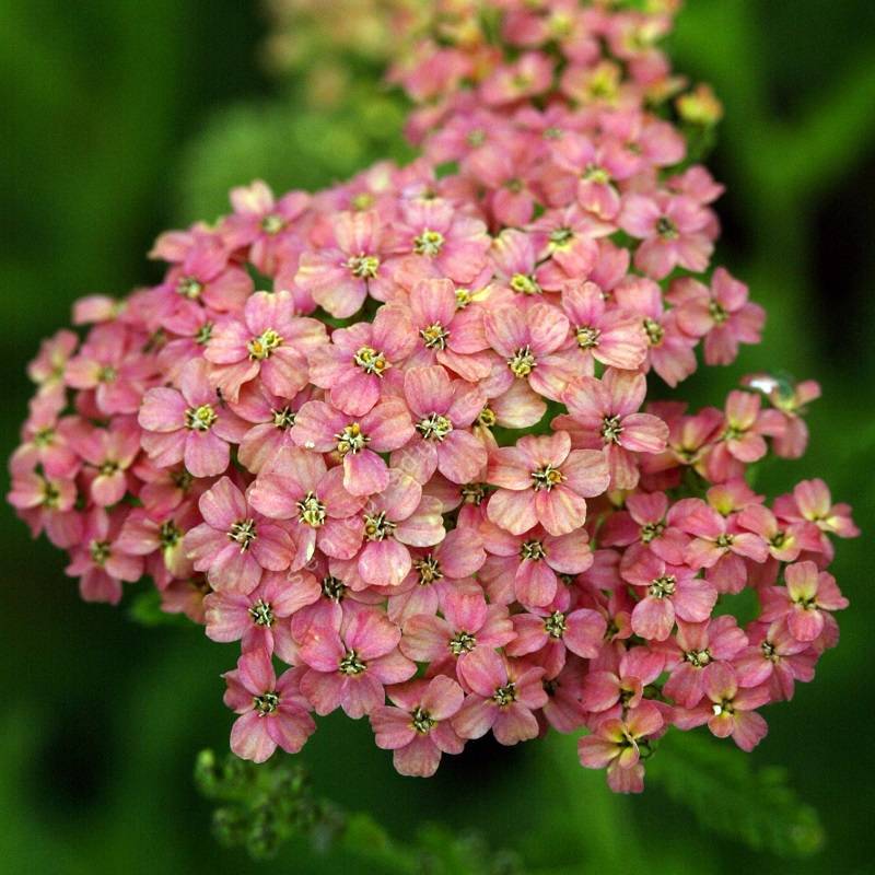Achillea millefolium 'Apple Blossom' - Achillée millefeuille
