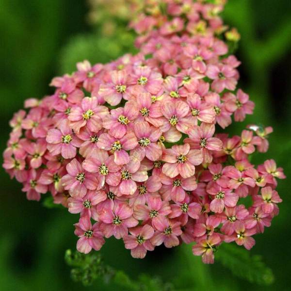 Achillea millefolium 'Apple Blosson' - Achillée rose pour jardin sec