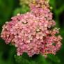 Achillea millefolium 'Apple Blossom' - Achillée millefeuille