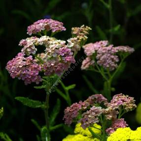 Achillea millefolium 'Apple Blossom' - Achillée millefeuille