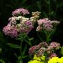 Achillea millefolium 'Apple Blossom' - Achillée millefeuille