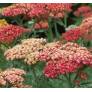 Achillea millefolium 'Belle Epoque' - Achillée millefeuille